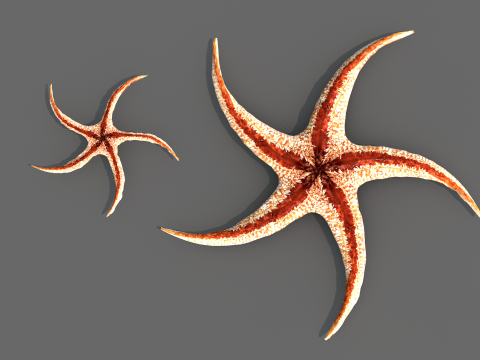 Starfish Tree 3Dモデル