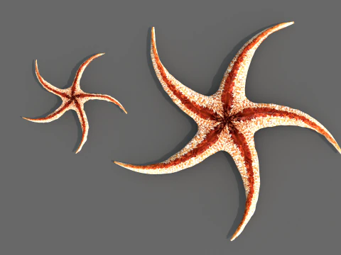 Starfish Tree 3D Model