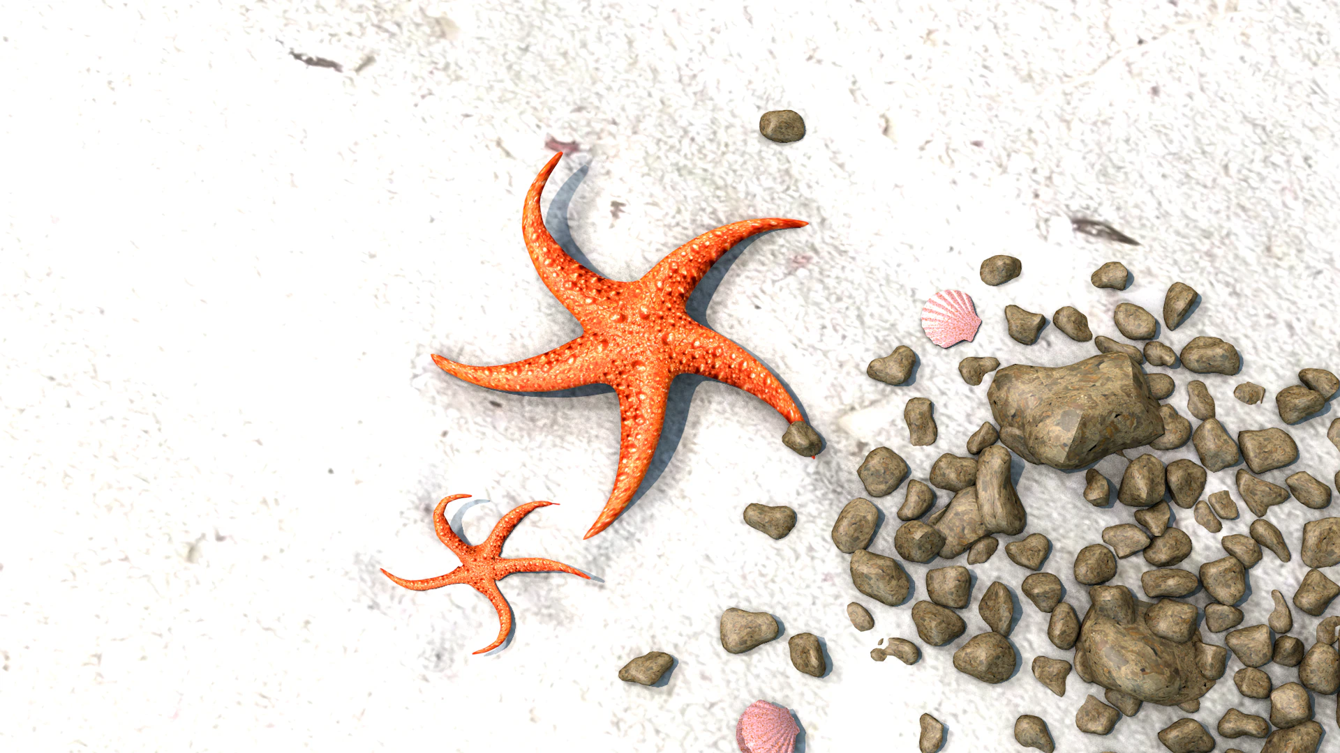 Starfish Two 3D Model .c4d .max .obj .3ds .fbx .stl .blend 