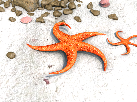 Starfish Two 3D Model