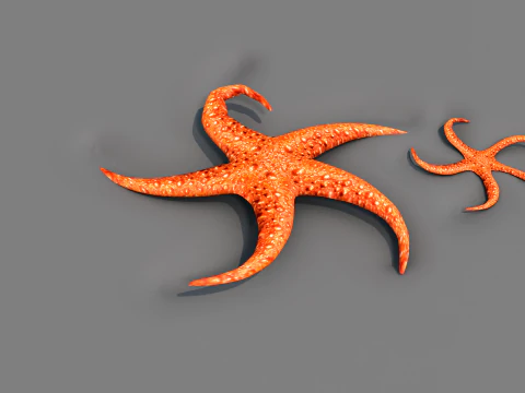 Starfish Two 3D Model