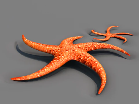 Starfish Two 3D Model