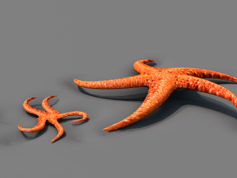 Starfish Two 3D Model
