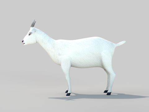 White Goat Two 3D-Modell