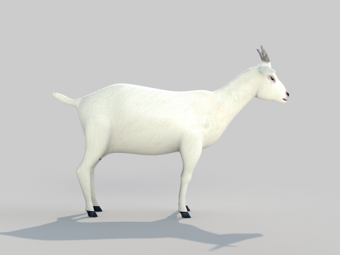 White Goat Two 3D Модель