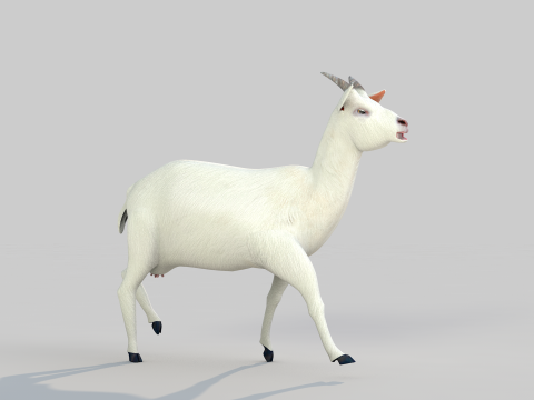 White Goat Two 3D Модель