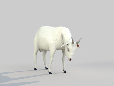 White Goat Two 3D Модель