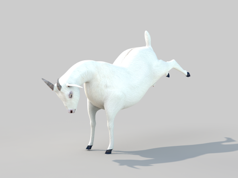 White Goat Two 3D Модель