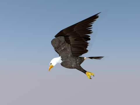 White Headed Eagle 3D Model