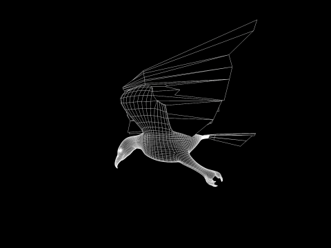 White Headed Eagle 3D Model