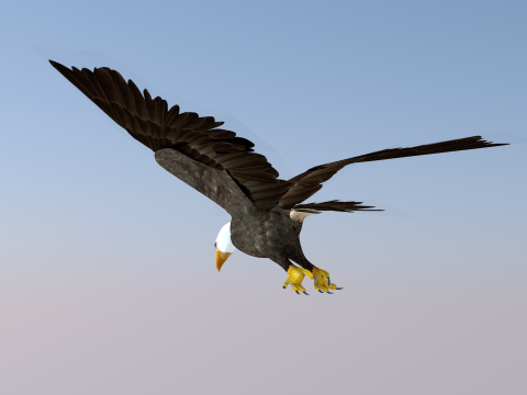 White Headed Eagle 3D Model