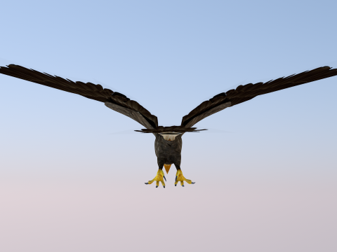 White Headed Eagle 3D Model