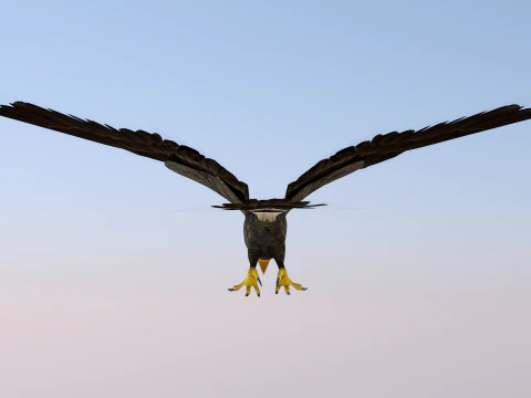Ak Başlı Kartal 3D Model