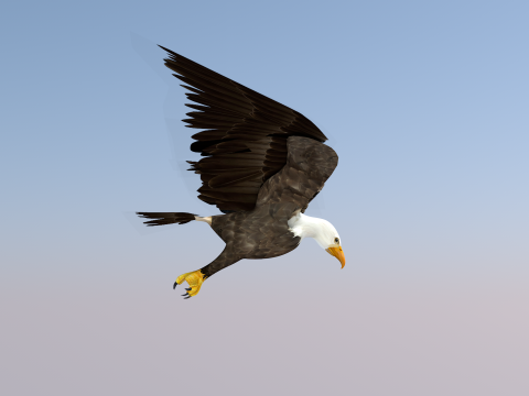 White Headed Eagle 3D Model