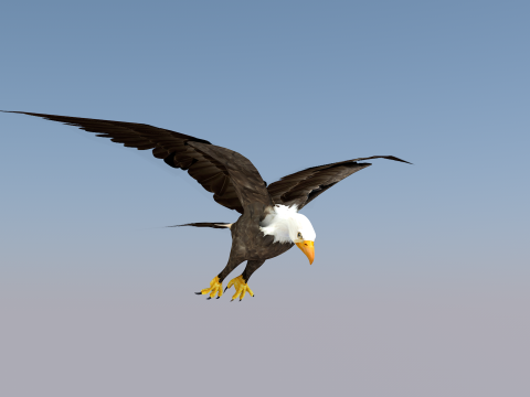 White Headed Eagle 3D Model