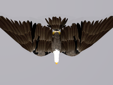 White Headed Eagle 3D Model