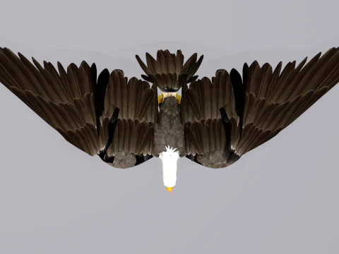 Ak Başlı Kartal 3D Model