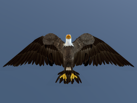 White Headed Eagle 3D Model
