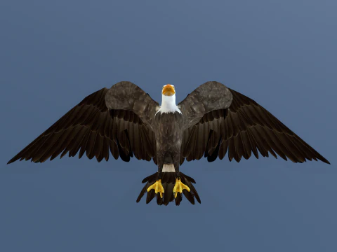 Ak Başlı Kartal 3D Model