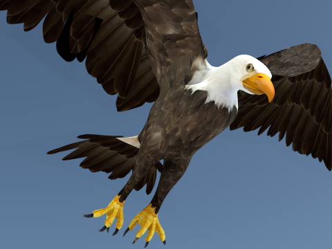 White Headed Eagle 3D Model