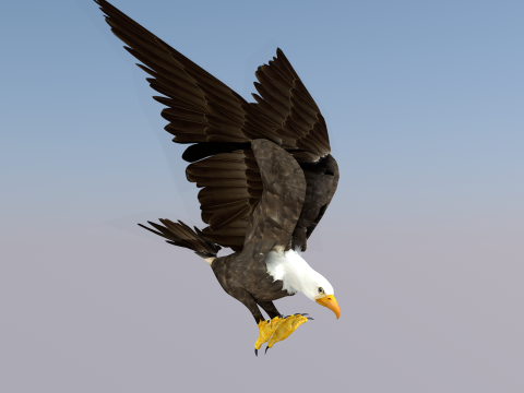 White Headed Eagle 3D Model