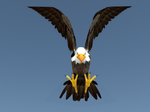 White Headed Eagle 3D Model