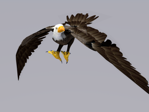 White Headed Eagle 3D Model