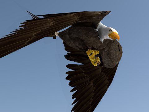 White Headed Eagle 3D Model