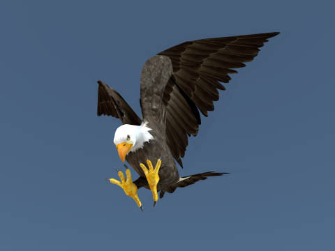 White Headed Eagle 3D Model