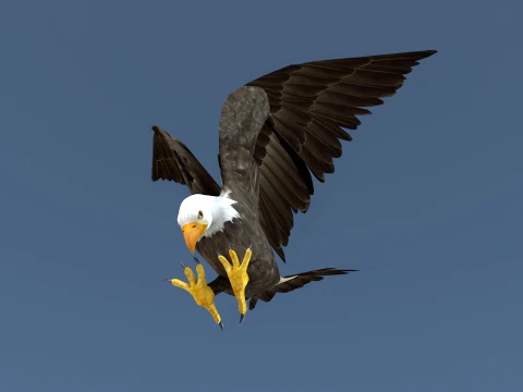 Ak Başlı Kartal 3D Model