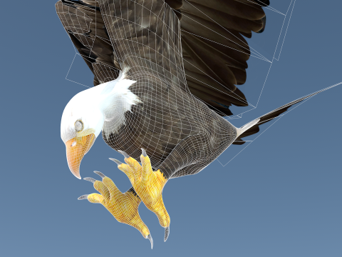 White Headed Eagle 3D Model