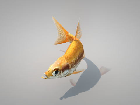 Fish Dourado Model 3D