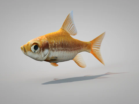 Fish Dourado 3D Model