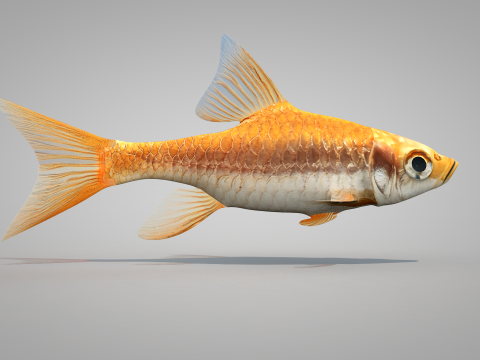 Fish Dourado 3D 模型
