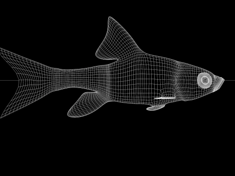 Fish Dourado 3D 模型