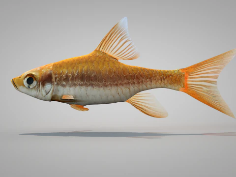 Fish Dourado 3D Model