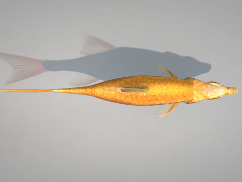 Fish Dourado 3D Model