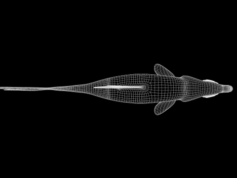 Fish Dourado 3D Model