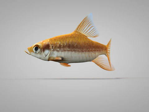 Fish Dourado 3D Model