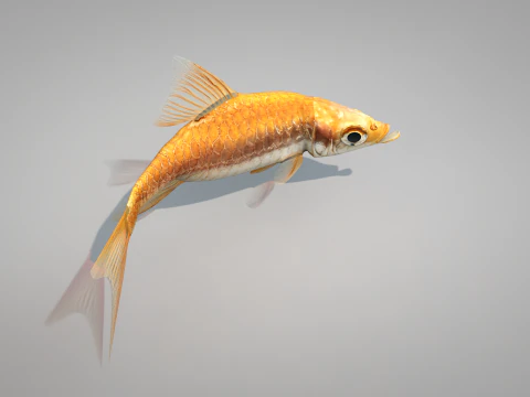 Fish Dourado 3D Model