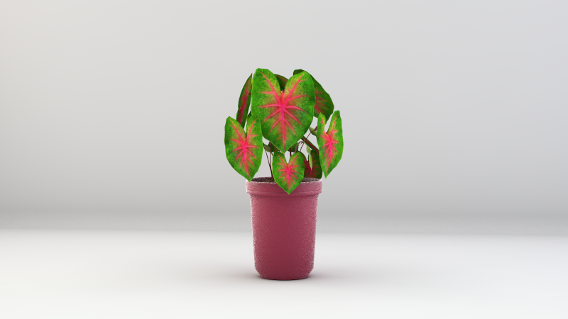 植物双色花叶芋 3D 模型 .c4d .max .obj .3ds .fbx .stl .blend 