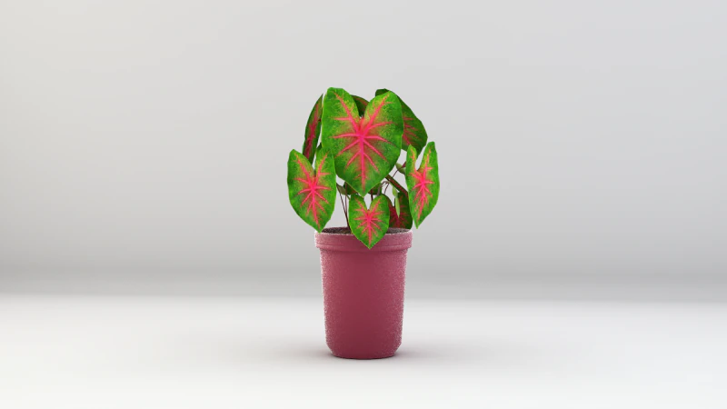 Roślina Caladium Bicolor Model 3D .c4d .max .obj .3ds .fbx .stl .blend