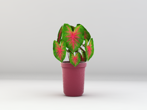 Roślina Caladium Bicolor Model 3D