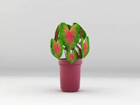 Roślina Caladium Bicolor Model 3D