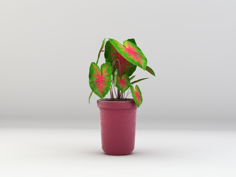 植物双色花叶芋 3D 模型