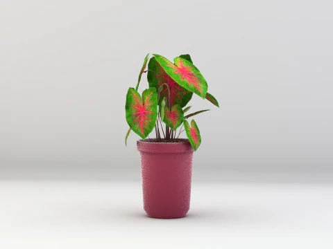 Roślina Caladium Bicolor Model 3D