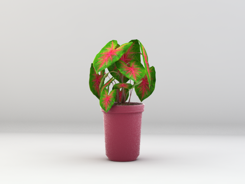植物双色花叶芋 3D 模型