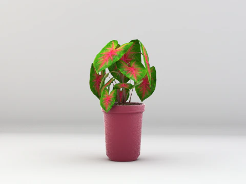 Roślina Caladium Bicolor Model 3D
