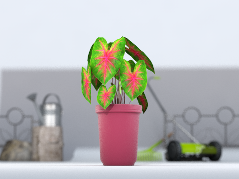 植物双色花叶芋 3D 模型