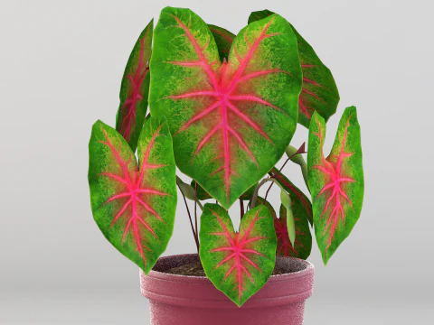 Roślina Caladium Bicolor Model 3D